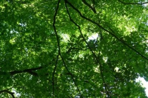 緑の木々