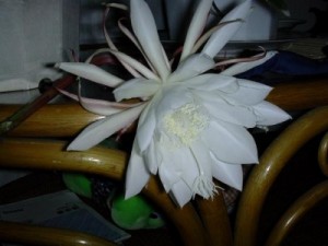 DSCN0454